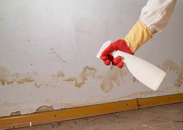 Your Water Restoration and Mold Remediation Specialists in Louisburg, KS