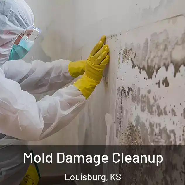 Mold Damage Cleanup Louisburg, KS