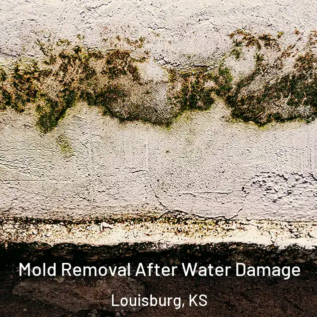  Mold Removal After Water Damage Louisburg, KS